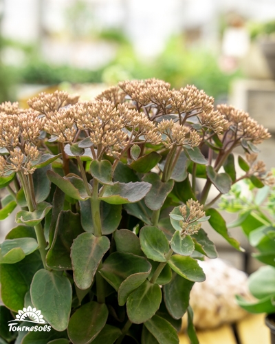 Plante succulente Sedum avec inflorescences roses en pot.